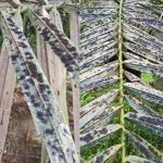 沙巴油棕园面对黑霉病入侵