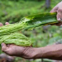 采用农业循环经济方针以实现砂拉越食品贸易逆差