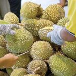 2017年至2023年马来西亚榴莲出口总额达50亿令吉