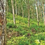 大马42万公顷橡胶无人收割,必须入口60亿令吉乳胶以供国內工业需求