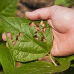 Vestaron 新型生物杀虫剂获得 EPA 批准