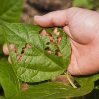 Vestaron 新型生物杀虫剂获得 EPA 批准