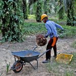 原棕油期货上涨,中国植物油期货看涨复苏