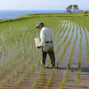 东京研究人员发现水稻高效施肥的关键
