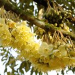 果王新季节备受期待