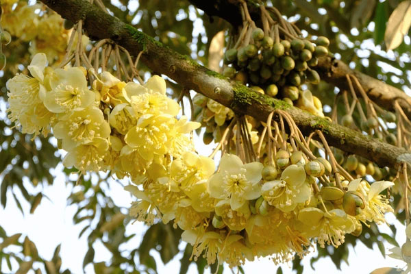 You are currently viewing 果王新季节备受期待