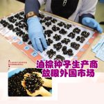 油棕种子生产商放眼外国市场