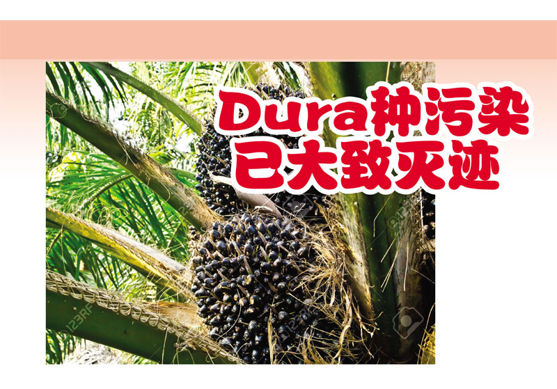 Read more about the article Dura种污染已大致灭迹