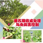 番石榴收成处理与虫病害控制