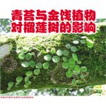 青苔与金饯植物对榴莲树的影响