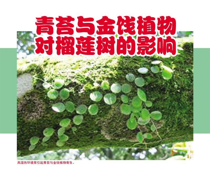 You are currently viewing 青苔与金饯植物对榴莲树的影响