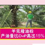 半克隆油棕产油量比DxP高出15%