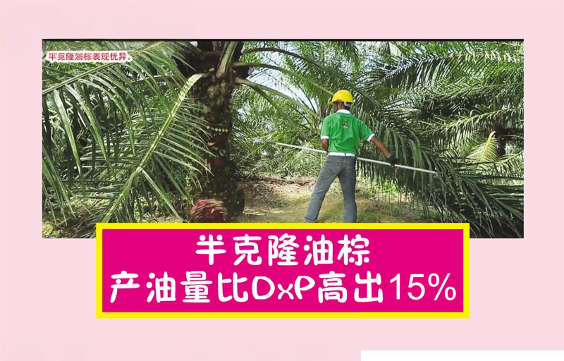 You are currently viewing 半克隆油棕产油量比DxP高出15%