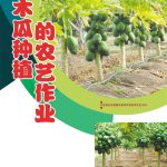 木瓜种植的农艺作业