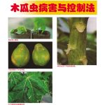 木瓜虫病害与控制法
