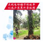 正视电动镰刀的效率以减少采果外劳依赖