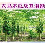 大马木瓜及其潜能