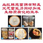 血红辣孢菌拥有附盖灵芝菌能力同时加速生物质腐化的效率