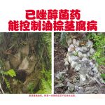 已唑醇菌药能控制油棕茎腐病