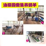 油棕园密集养奶羊