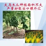 大马木瓜种植面积不大产量却能出口赚外汇