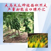 大马木瓜种植面积不大产量却能出口赚外汇