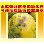木瓜采收前使用氯化钙可降低炭疽病的发生率