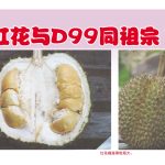 红花与D99同祖宗?