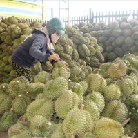 淡季金枕头榴莲价格攀升至历史新高