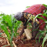 坦桑尼亚进口化肥价格飙升155% !