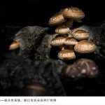 申遗成功!浙江第4个全球重要农业文化遗产新鲜出炉