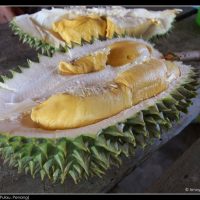 这次榴莲季节会稍迟，但产量预计丰硕及更便宜