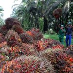 由于出口激增马来西亚棕榈油库存跌至10个月低点