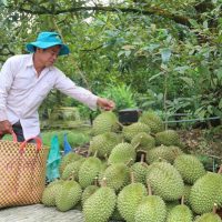 供应过剩、中国需求下降导致榴莲价格减半