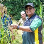 展望吉打锡县成为旱稻种植中心