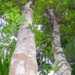 大马沉香产业的挑战