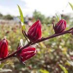 广西永福:让洛神花成为“致富花”