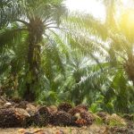 部长：砂拉越油棕小园主将受惠于 MSPO 与 RSPO