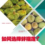 如何选择好榴莲?