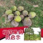 榴莲果病的启示