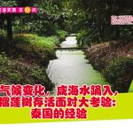 气候变化咸海水踊入,榴莲树存活面对大考验:泰国的经验
