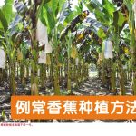 例常香蕉种植方法