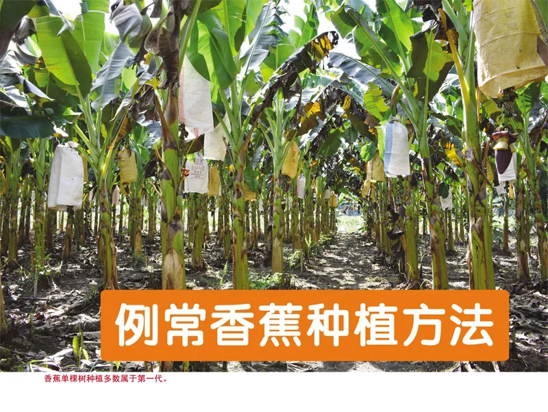 You are currently viewing 例常香蕉种植方法