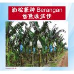 油棕兼种Berangan香蕉收益佳