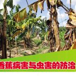 香蕉病害与虫害的防治