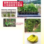香蕉组培苗收成上比传统吸芽子株高