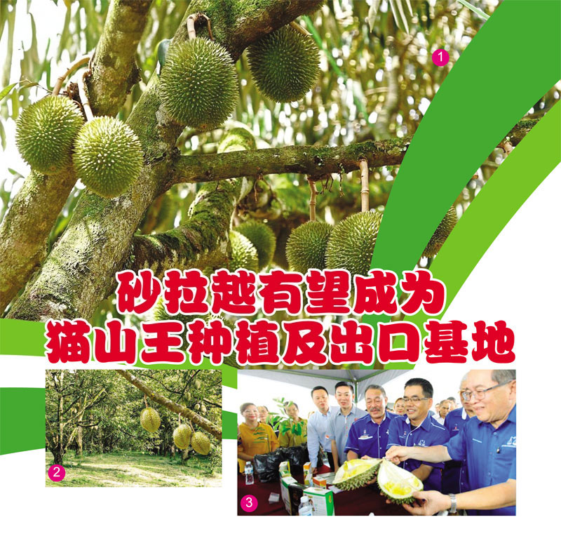 You are currently viewing 砂拉越有望成为猫山王种植及出口基地