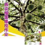再谈榴莲修枝作业