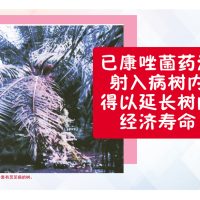 已康唑菌药注射入病树内得以延长树的经济寿命