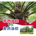非洲油棕VS美洲油棕